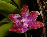 Phal. lueddemanniana